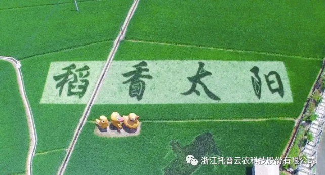 浙江臨安：竹林變稻田，農(nóng)戶喜開(kāi)顏