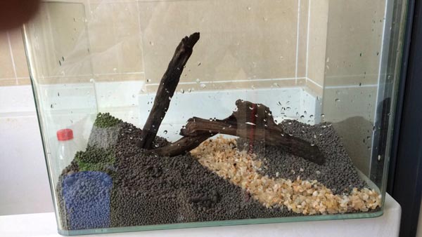 魚缸效果圖